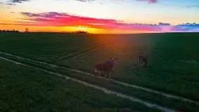 Wiosenne widoki z okolic Sztynortu, maj 2021 - zdjęcie 37