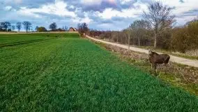 Wiosenne widoki z okolic Sztynortu, maj 2021 - zdjęcie 44