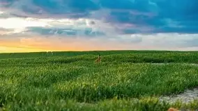 Wiosenne widoki z okolic Sztynortu, maj 2021 - zdjęcie 54