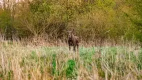 Wiosenne widoki z okolic Sztynortu, maj 2021 - zdjęcie 70