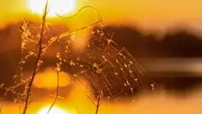 Zachód nad jeziorem Ryńskim, zatoka Mrówcza - zdjęcie 37