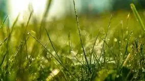 Mazur nie tylko szumem jeziora kuszą... zobaczcie wiosenną łąkę - zdjęcie 7