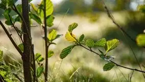 Mazur nie tylko szumem jeziora kuszą... zobaczcie wiosenną łąkę - zdjęcie 6
