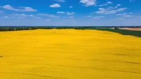 Mazurskie złote, piękne, rzepakowe pola - zdjęcie 17