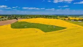 Mazurskie złote, piękne, rzepakowe pola - zdjęcie 31