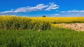 Mazurskie złote, piękne, rzepakowe pola - zdjęcie 3