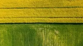 Mazurskie złote, piękne, rzepakowe pola - zdjęcie 54