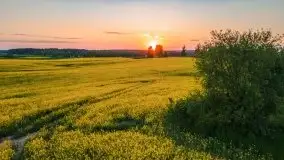 Mazurskie złote, piękne, rzepakowe pola - zdjęcie 67