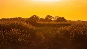 Mazurskie złote, piękne, rzepakowe pola - zdjęcie 61