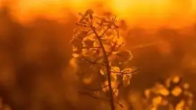 Mazurskie złote, piękne, rzepakowe pola - zdjęcie 58