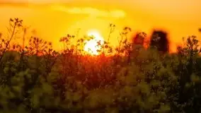 Mazurskie złote, piękne, rzepakowe pola - zdjęcie 56