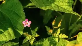 Zachód słońca nad jeziorem Dargin, Poganty - zdjęcie 19