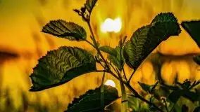 Jezioro Kirsajty o zachodzie słońca - zdjęcie 4