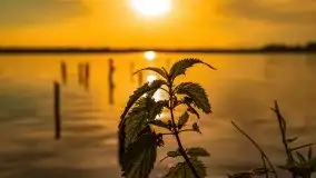 Zachód słońca nad jeziorem Mamry, czerwiec 2021 - zdjęcie 3