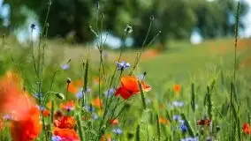 Czerwcowe Mazury, kompilacja niewykorzystanych zdjęć, 2021 - zdjęcie 13