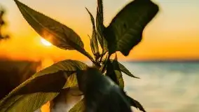 Zachód słońca w Fuledzie nad jeziorem Dobskim - zdjęcie 13