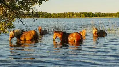 Herrmanns Hof - zdjęcie 23