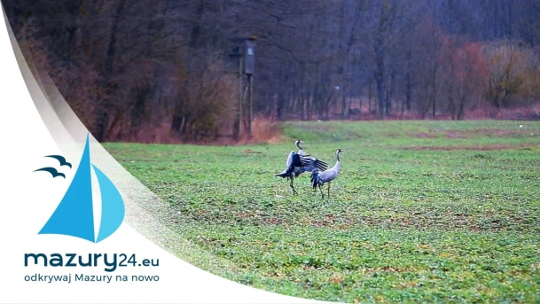 ŻURAWIE też obchodziły dzisiaj DZIEŃ KOBIET