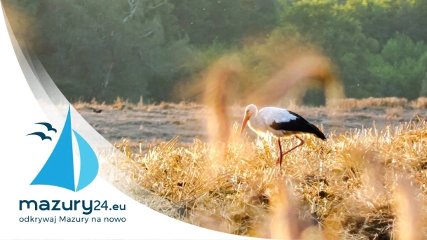 Mazurskie ptaki, sierpień 2020