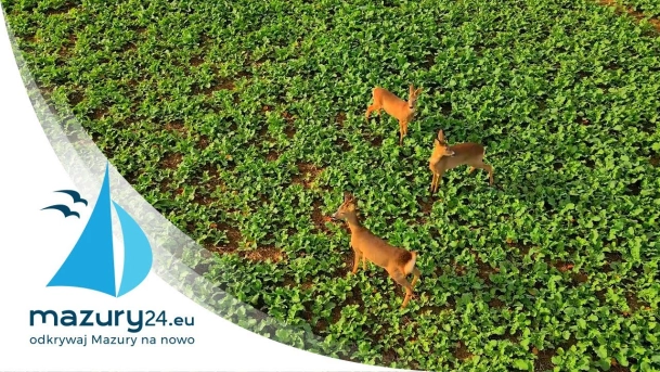 Jesiennie mazurskie pola... a na nich ptaki i sarny