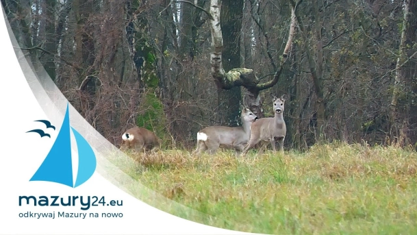 Grudniowe Mazury i zwierzęta 2020