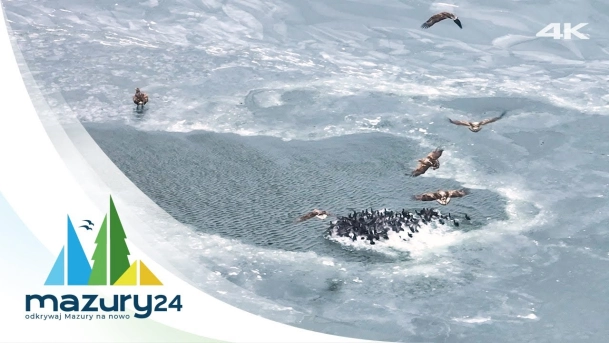 Jezioro Śniardwy, polujące Bieliki