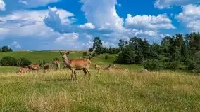Mazurskie Zoo Safari
